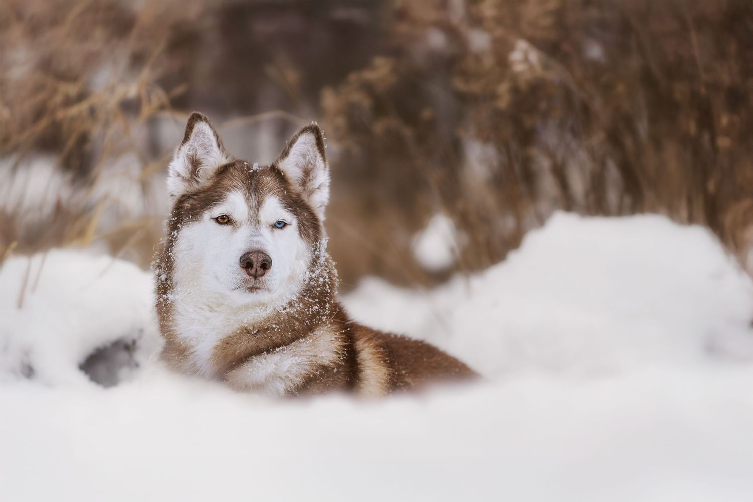 Husky dog with striking blue eyes rests in snow with winter foliage in background.