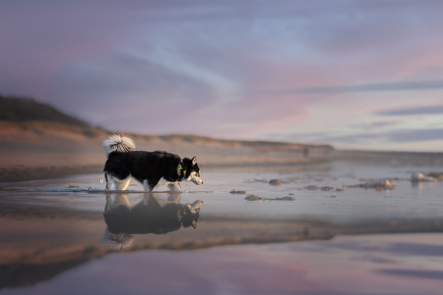 Black and white border collie walking on a reflective wet beach at sunset with pink and purple skies.