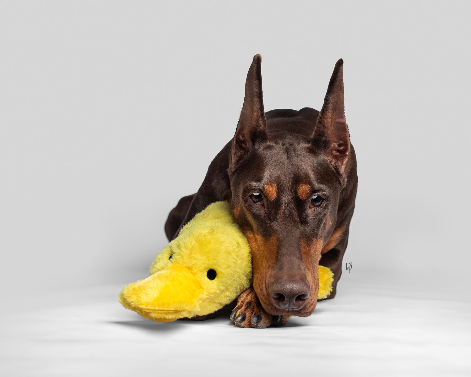 A brown Doberman dog rests its head on a yellow plush duck toy against a light gray background.