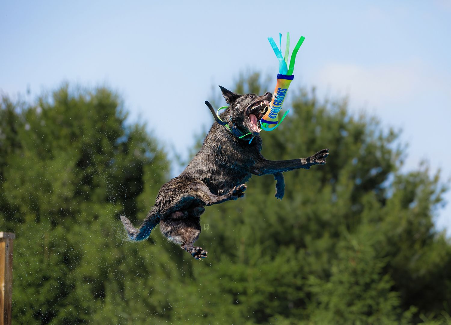 A black dog leaps high in the air to catch a colorful tug toy against a backdrop of green trees.