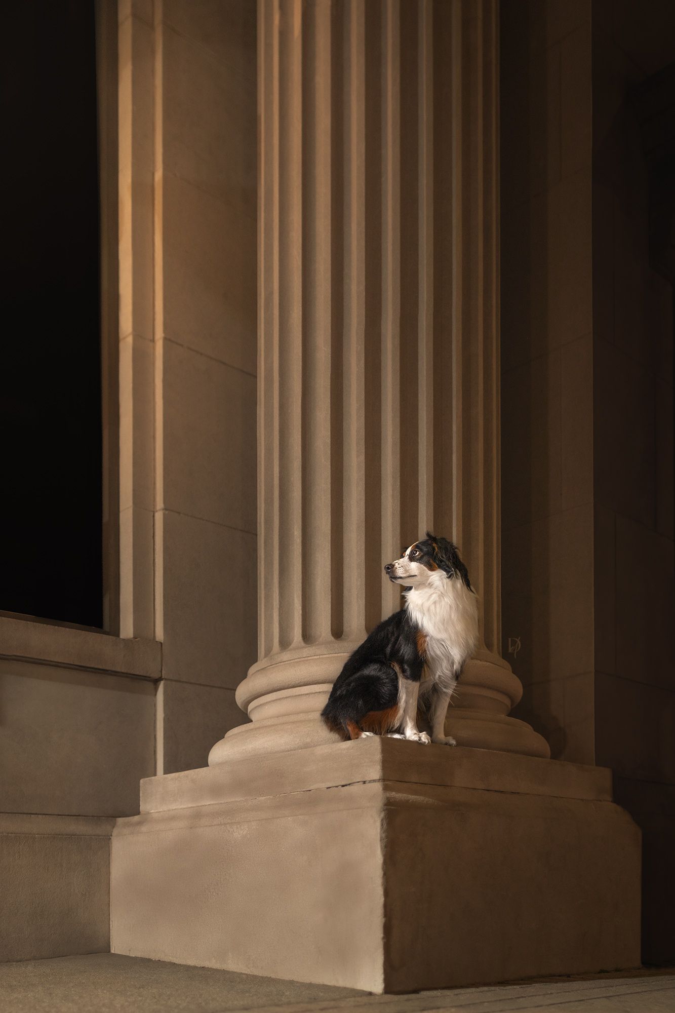 A tri-color Border Collie sits regally on a stone column base between grand fluted pillars of a classical building.