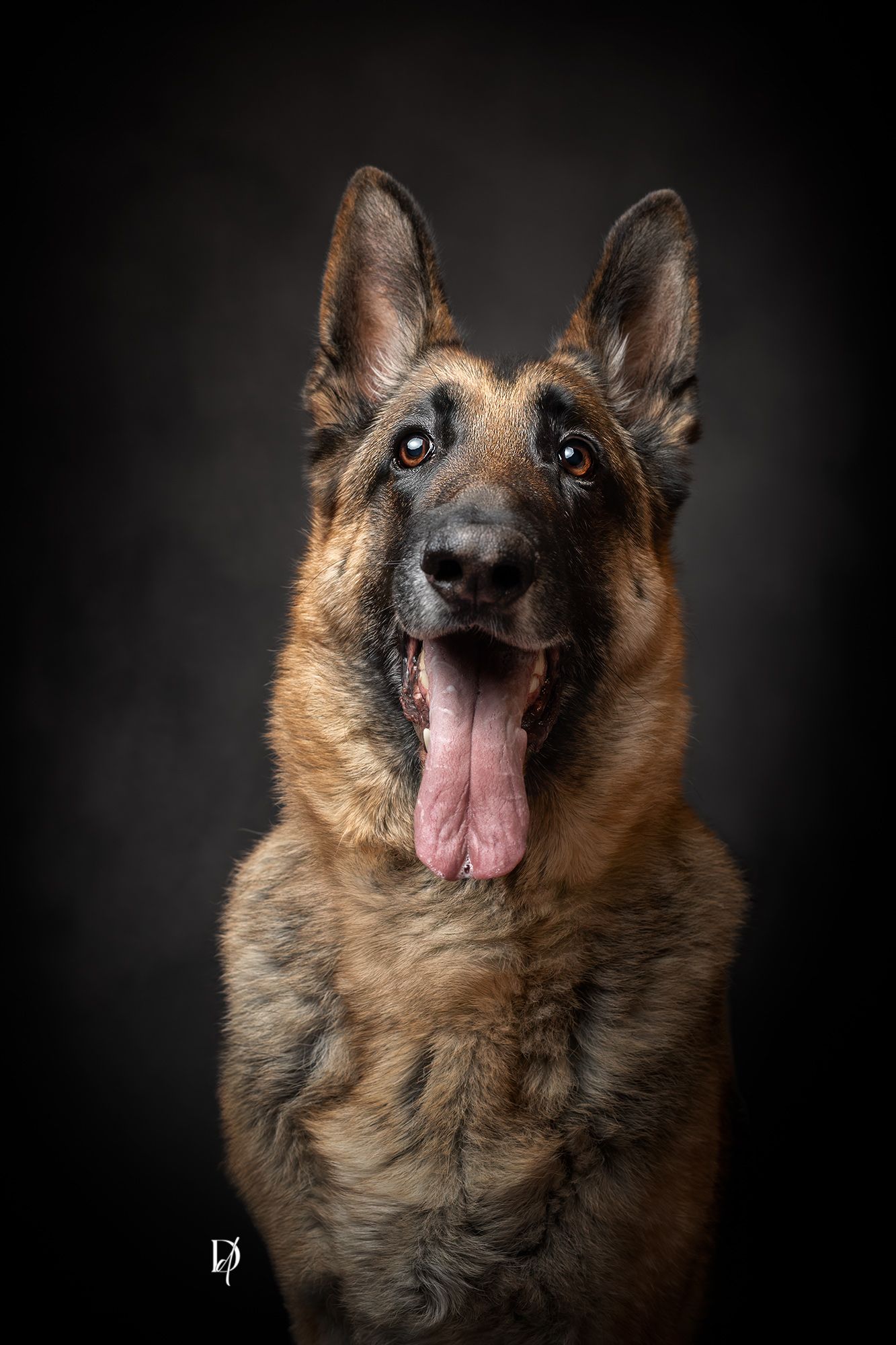 A majestic German Shepherd dog with tongue out poses for a studio portrait against a dark background.