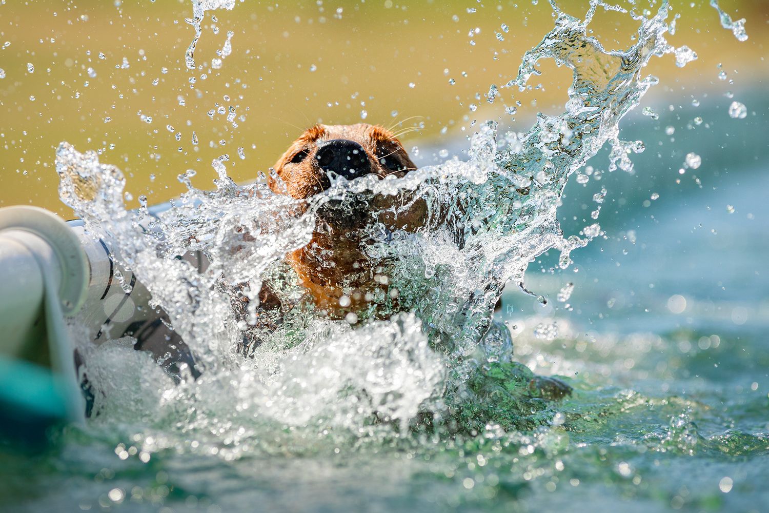 A dog splashing energetically through water, captured mid-motion with dramatic water droplets spraying around it.