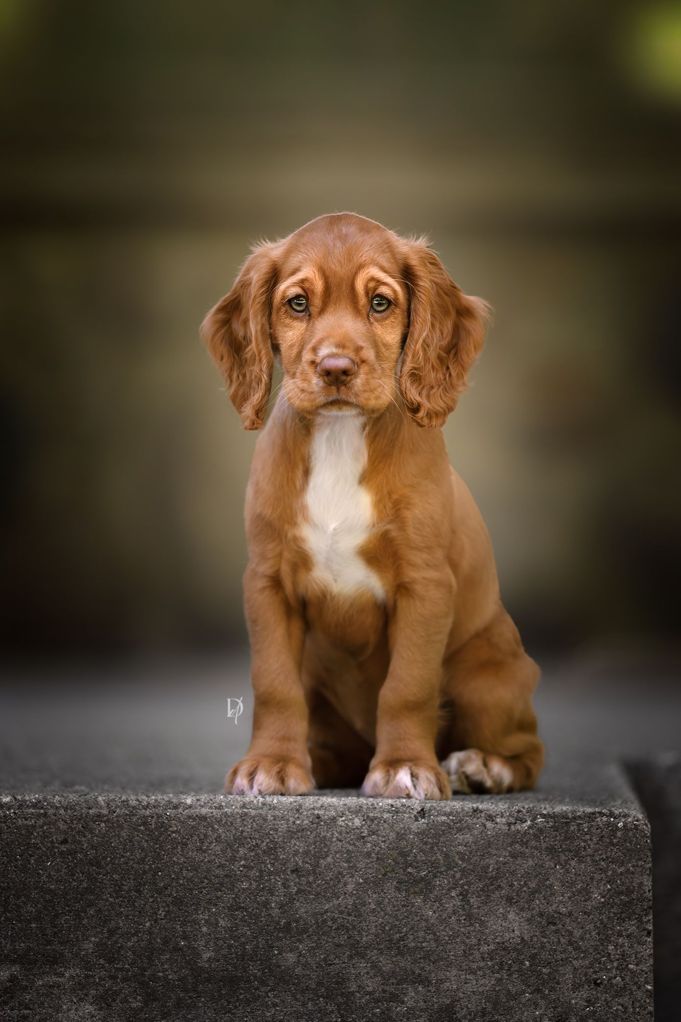 Adorable golden Cocker Spaniel puppy sitting on stone steps, looking forward with soulful eyes and floppy ears.