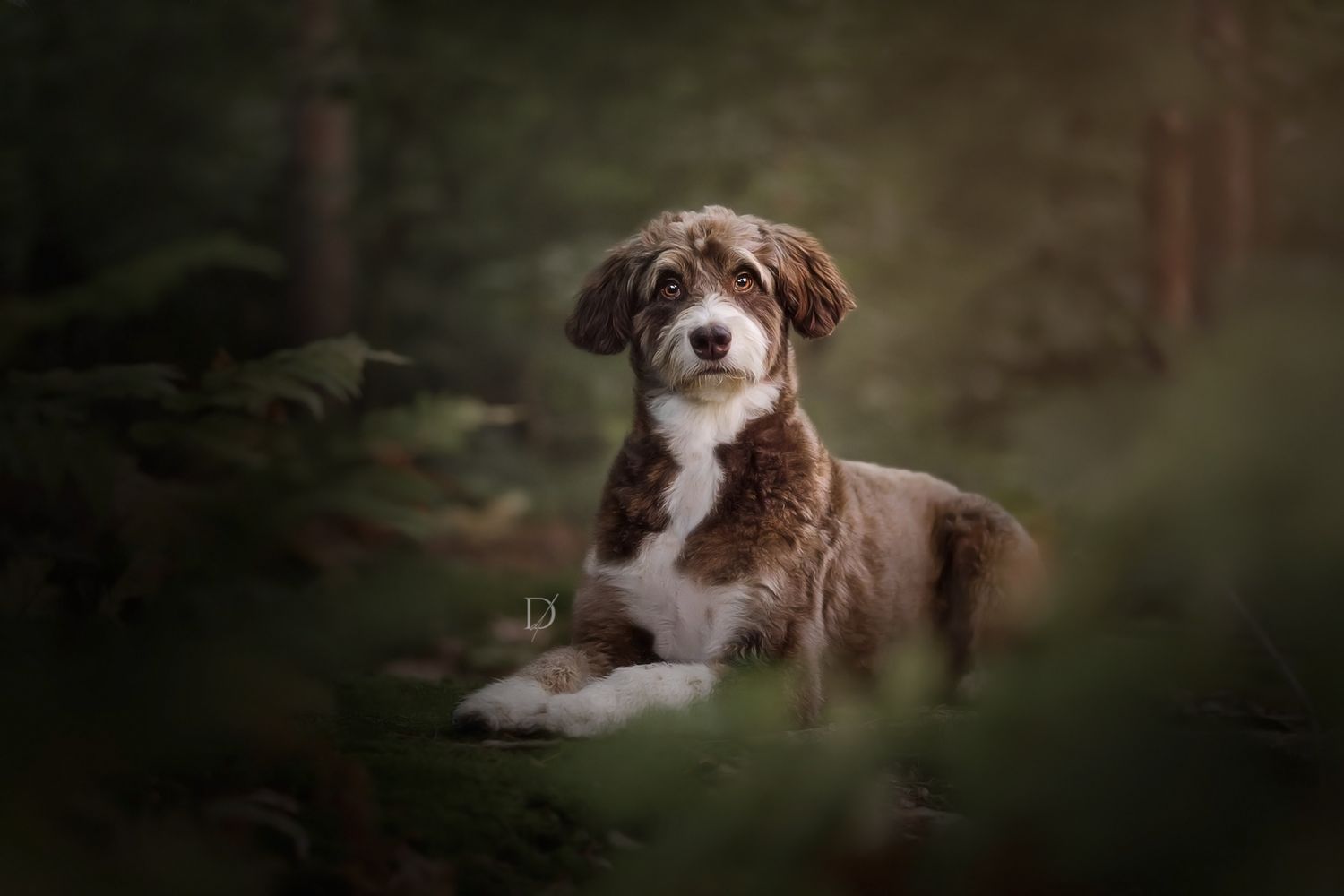 A fluffy brown and white puppy sits among lush green forest foliage, gazing gently at the camera.