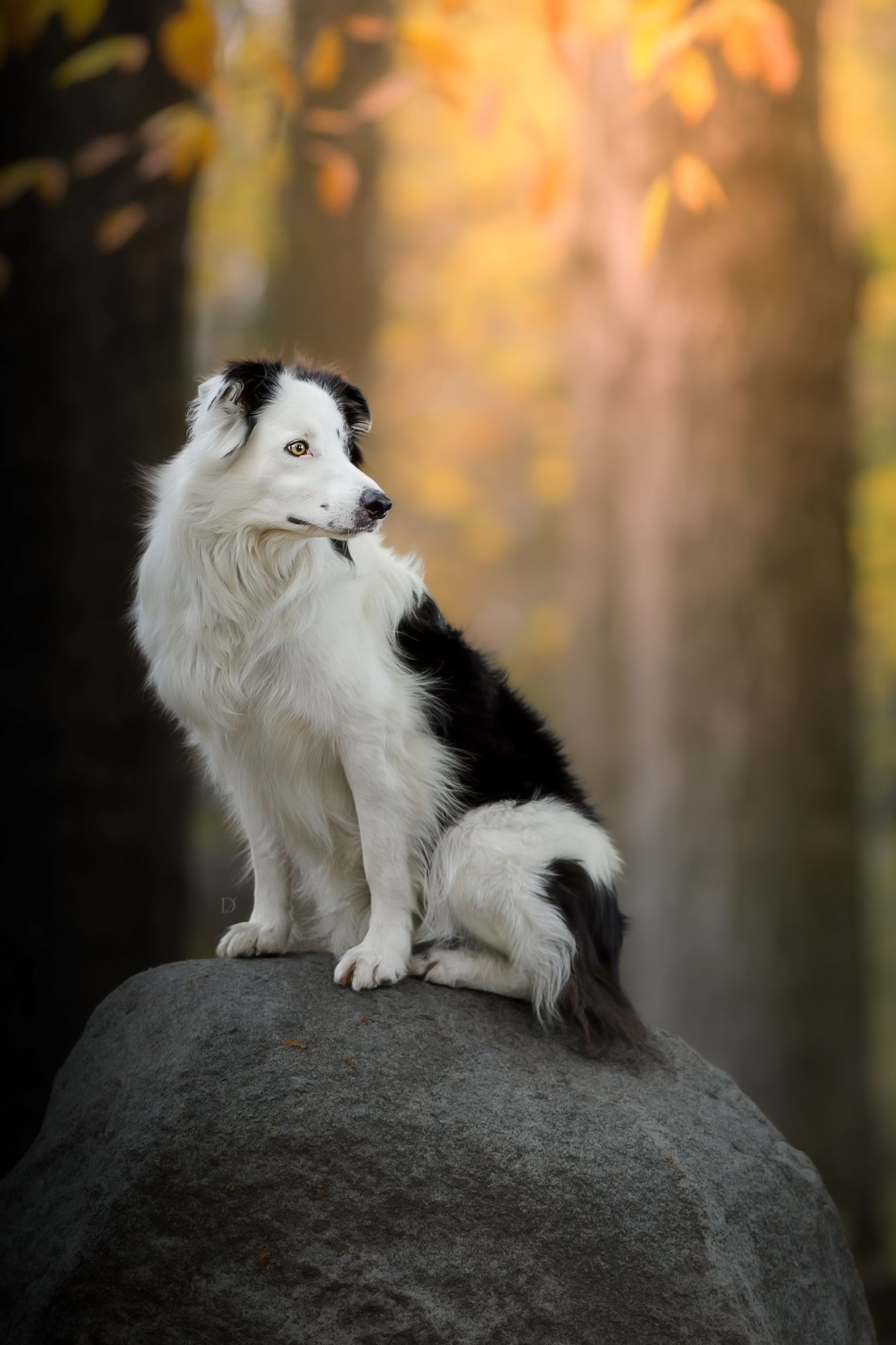 Border collie dog with black and white fur sits majestically on a large rock during golden sunset.
