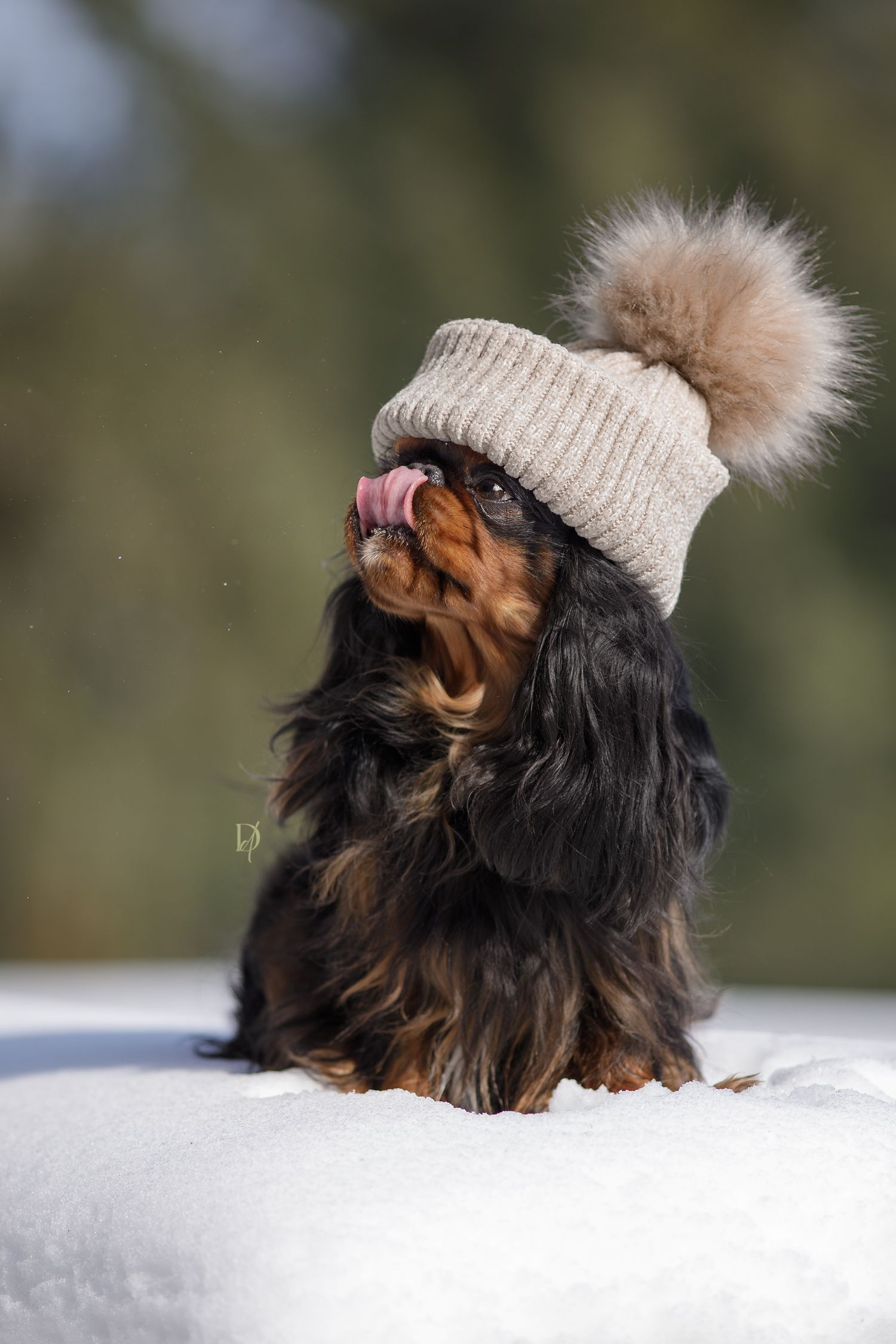 Cavalier King Charles Spaniel wearing a beige pom-pom winter hat sitting in snow, licking its nose.