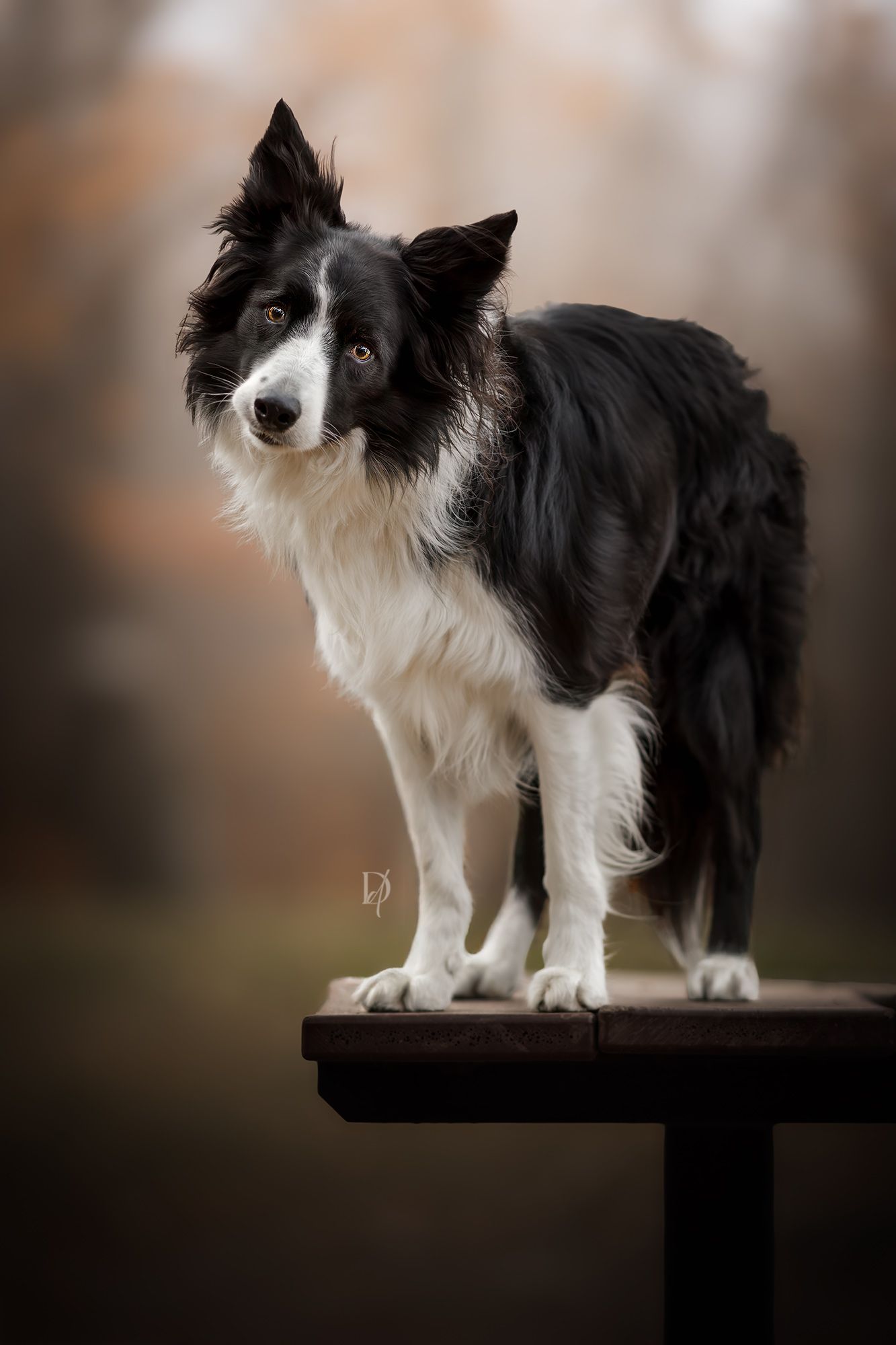 A black and white Border Collie stands alert on a wooden table with a blurred autumn forest background.