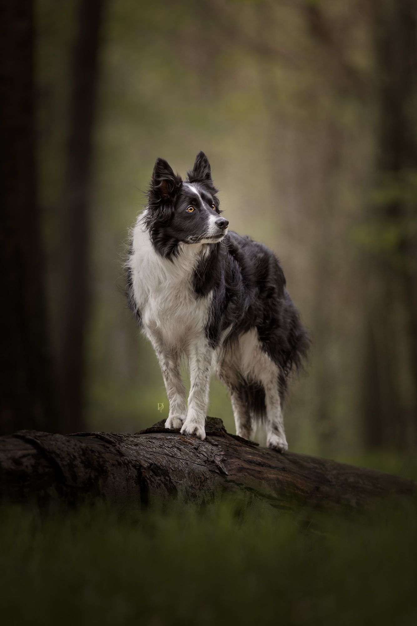 A black and white Border Collie stands alert on a fallen log in a lush green forest.