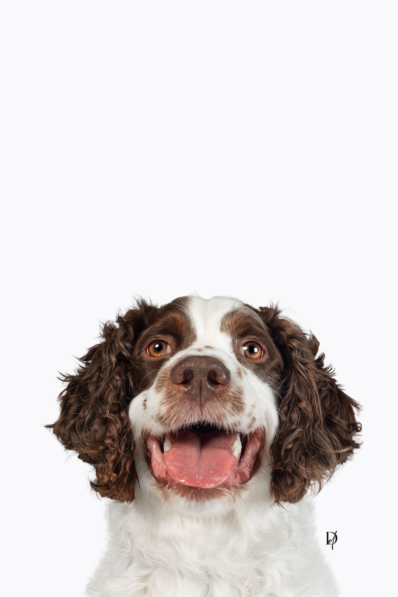 A happy English Springer Spaniel with brown and white fur smiling at the camera against a white background.