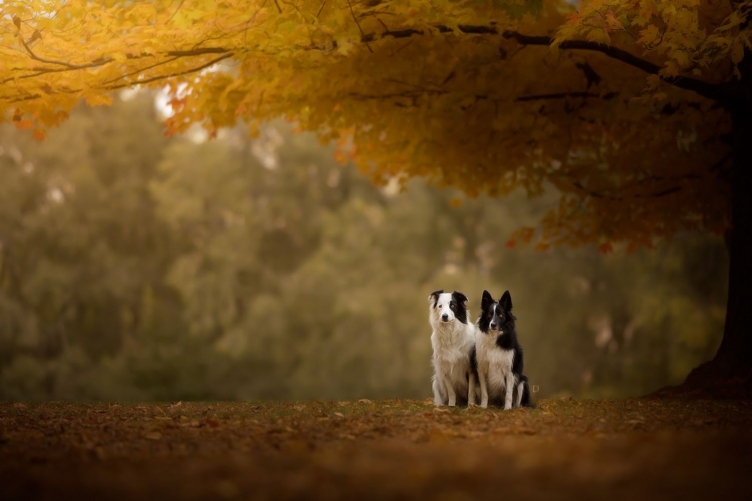 Three dogs stand in silhouette against a golden sunset backdrop in a scenic autumn landscape.