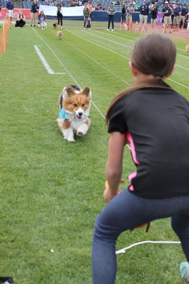 A corgi dog running on a grass field during what appears to be a dog race or competition event.