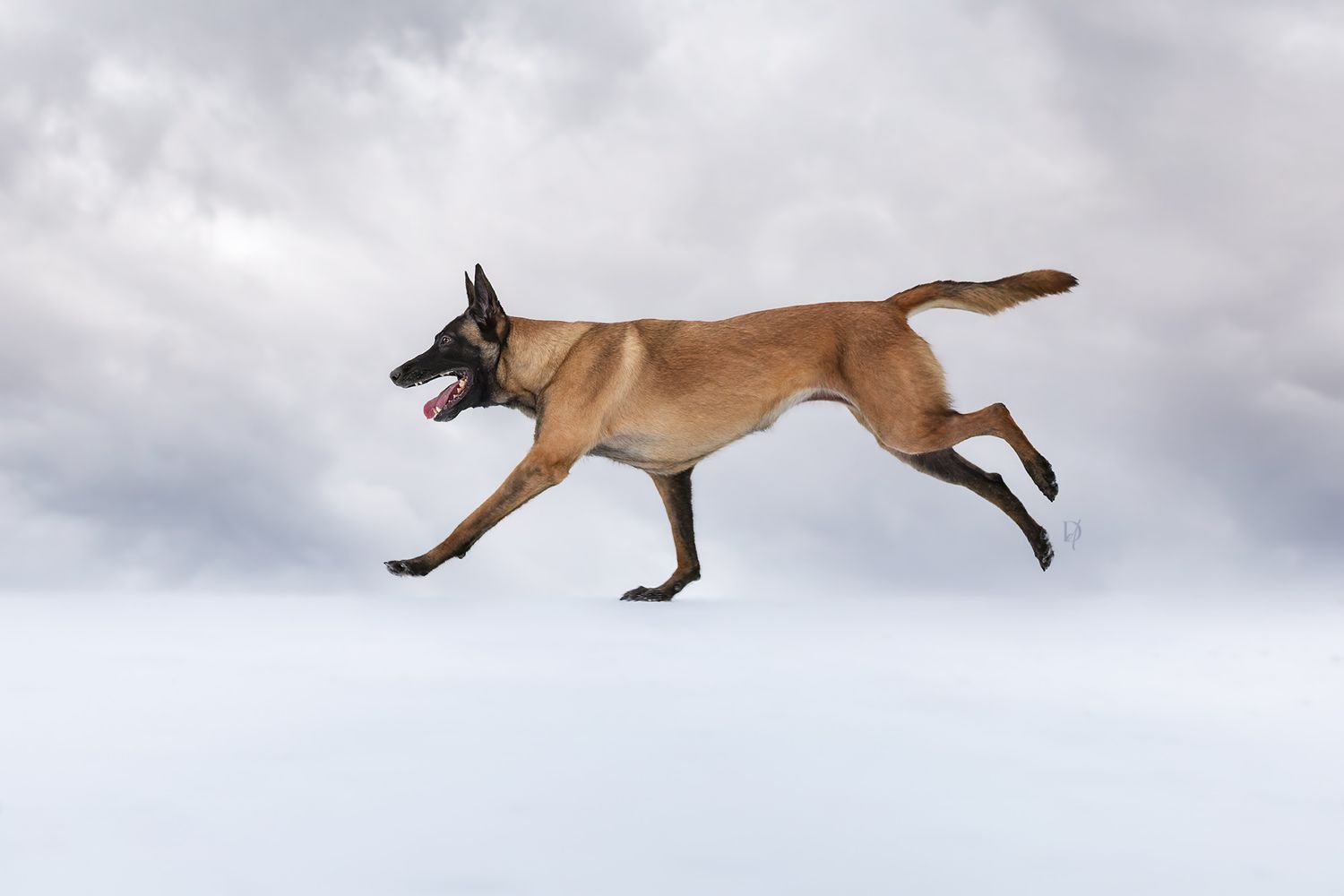 Red fox leaping through deep snow while hunting in winter landscape.