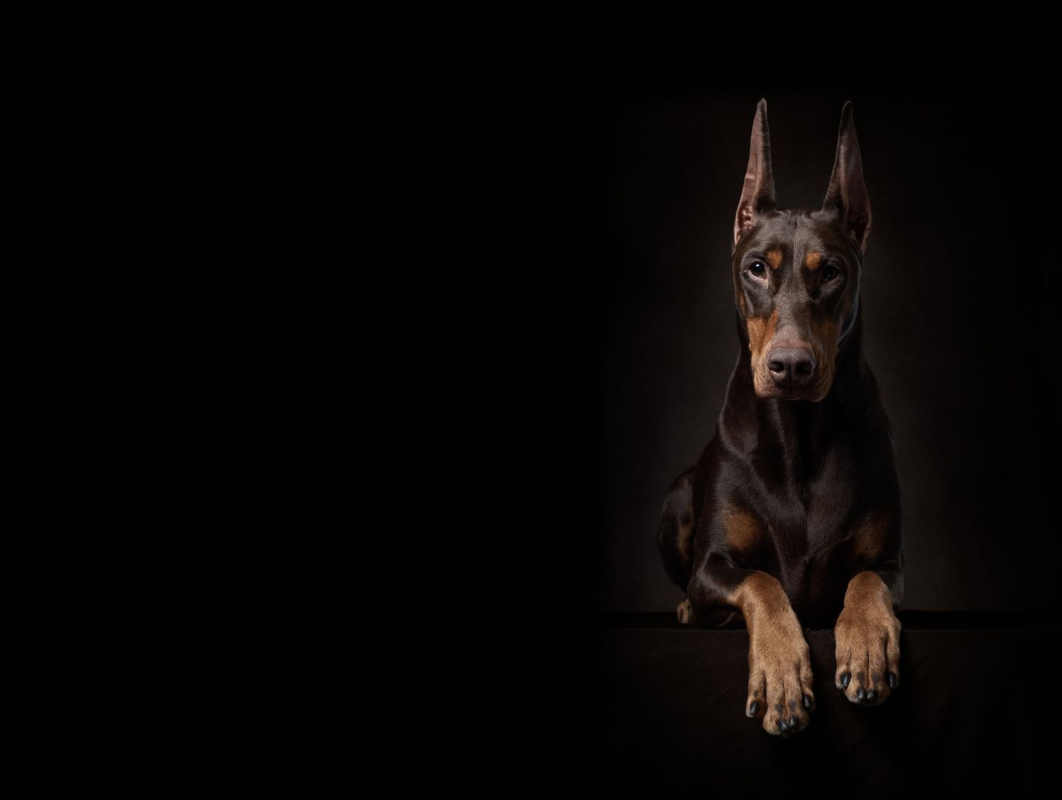 A brown and black Doberman puppy shown in a series of eight photos against a dark background.