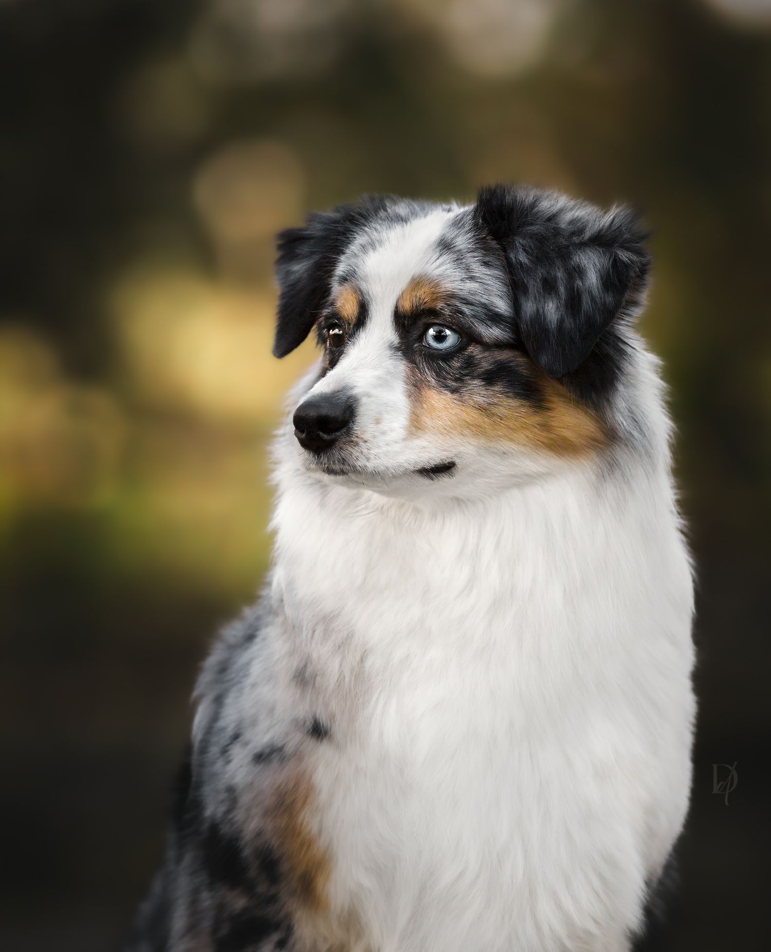 A blue-eyed Australian Shepherd dog with merle coat poses attentively against a blurred green background.