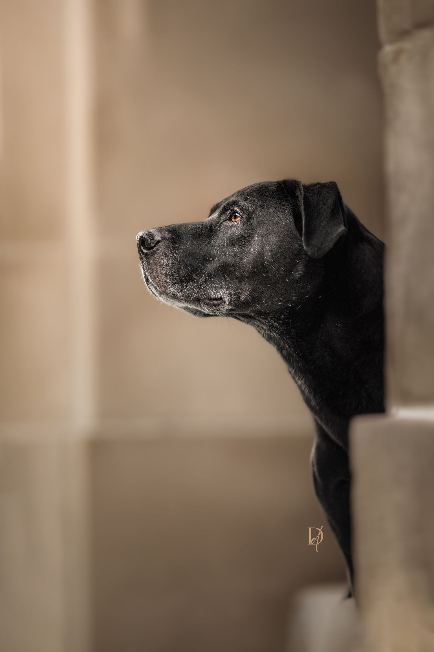 A black greyhound dog's profile silhouette against a soft beige background in an artistic portrait composition.