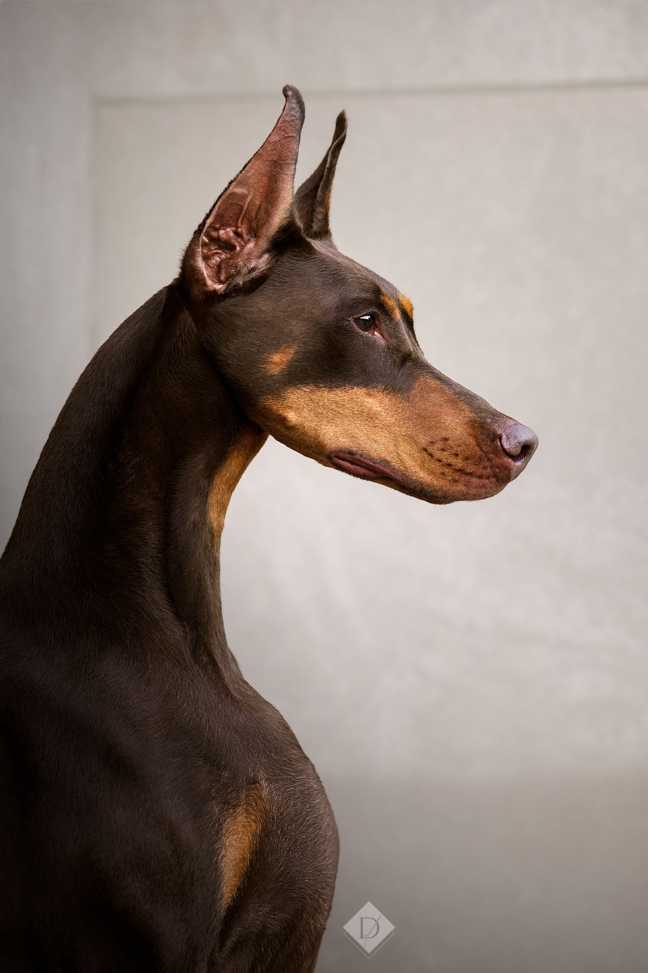Elegant brown and tan Doberman Pinscher with cropped ears in a regal side profile portrait against a gray background.