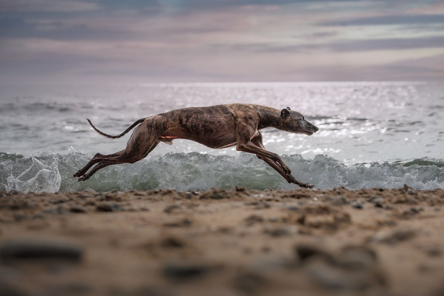 A sleek greyhound dog leaping energetically along a sandy beach with ocean waves in the background at dusk.