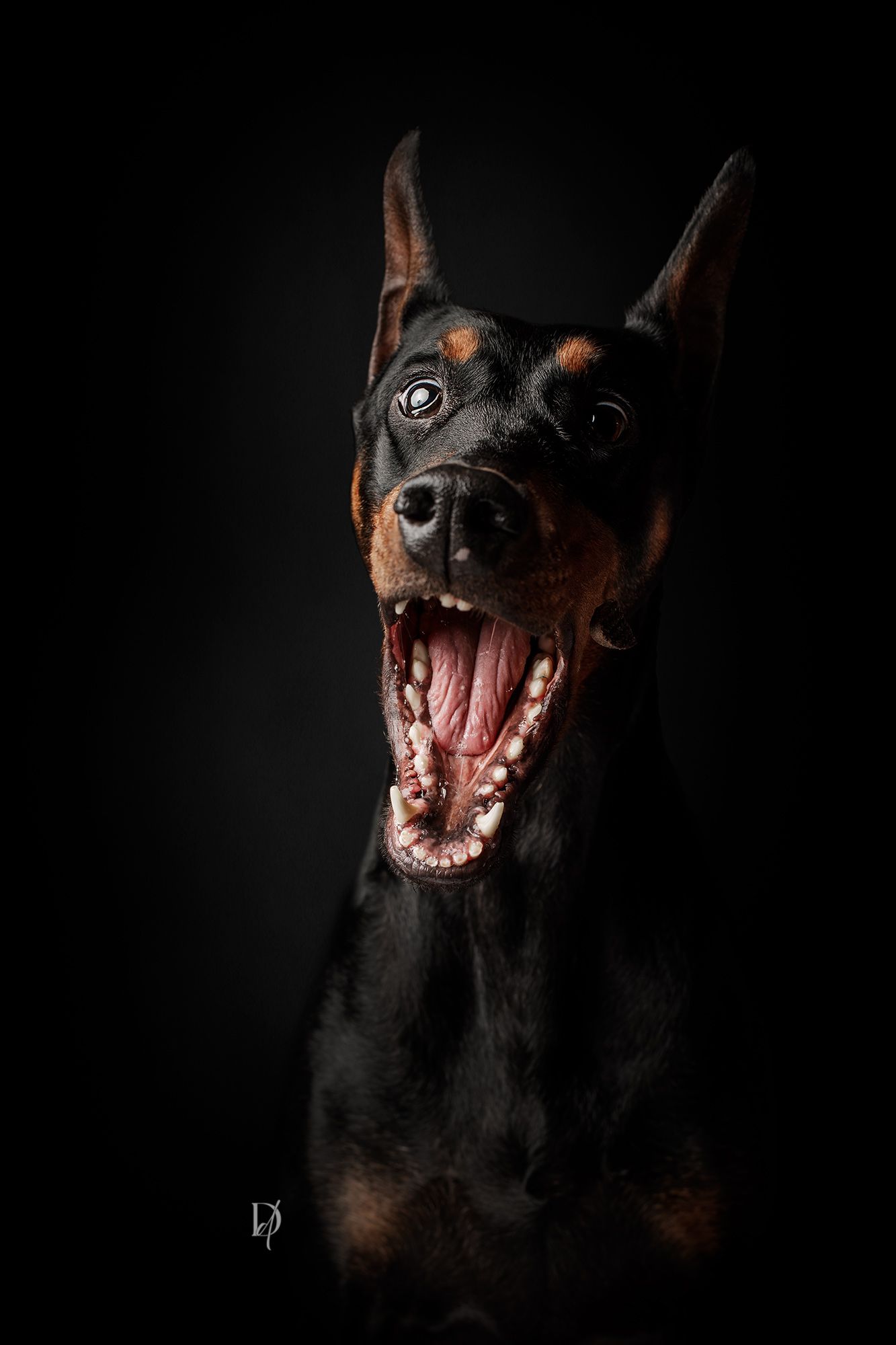 Dramatic series of black and white portraits showing a Doberman dog's fierce expressions and sharp teeth against dark background.
