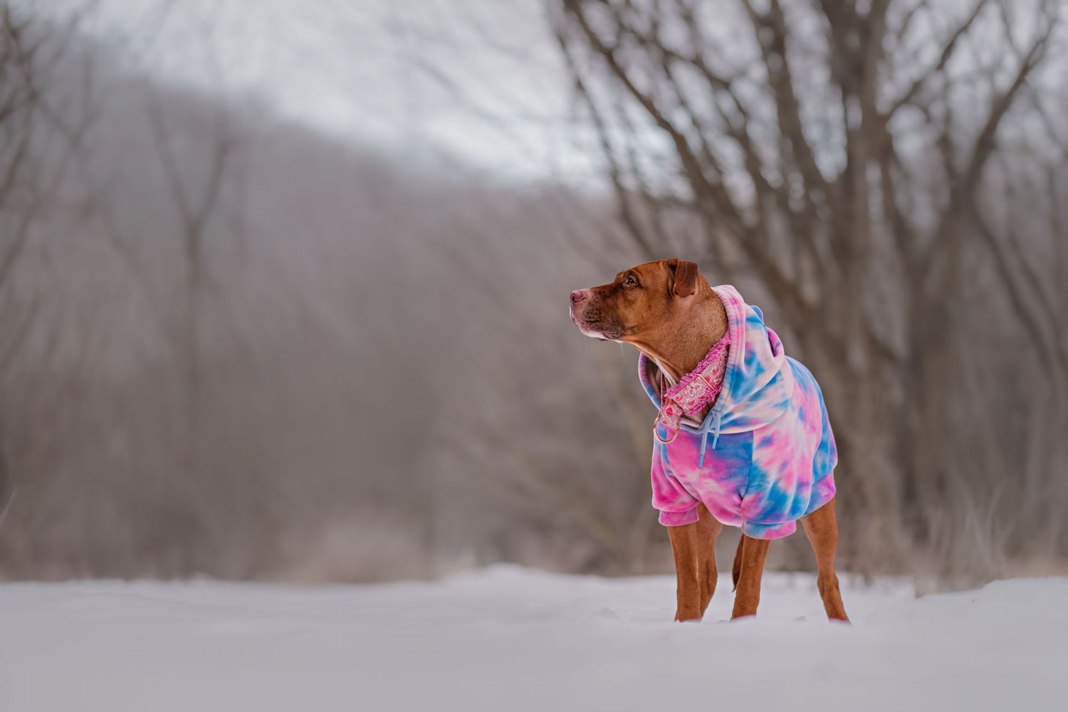 Small brown dog wearing pink winter coat stands in snowy landscape.