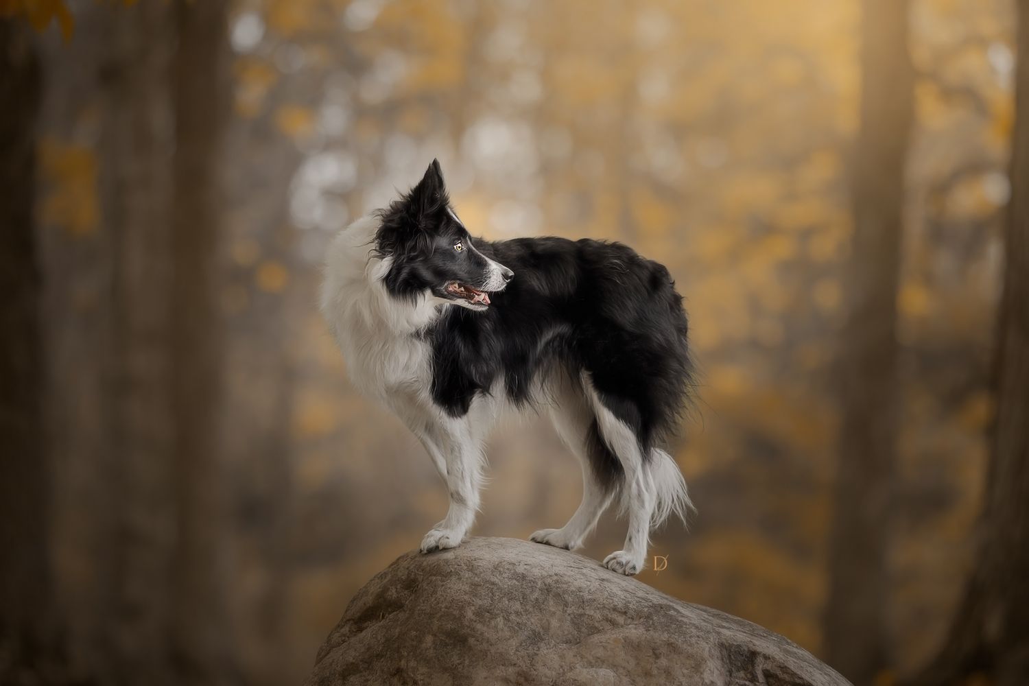A border collie dog stands proudly on a large rock in an autumn forest with golden bokeh background.