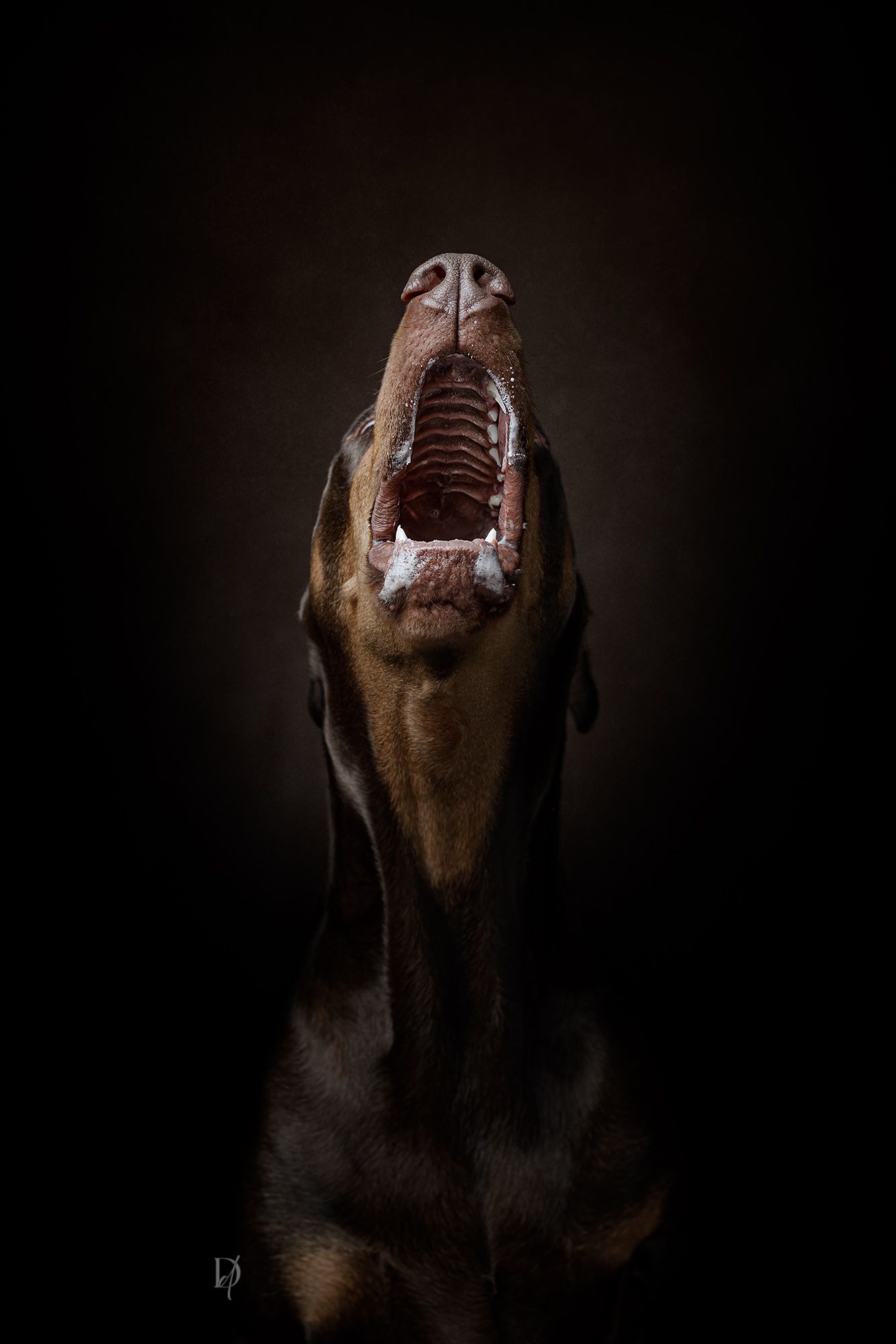 Dramatic close-up portrait of a doberman dog with open mouth showing teeth against dark background.
