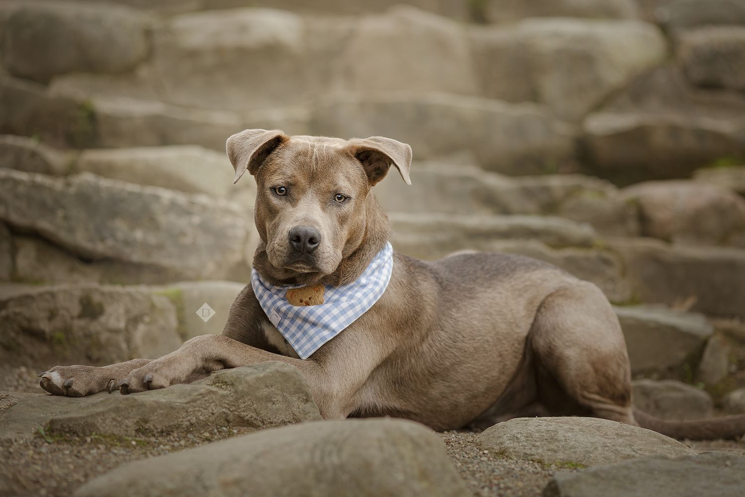 A brown dog wearing a blue checkered bandana lies on stone steps, looking alert and calm.