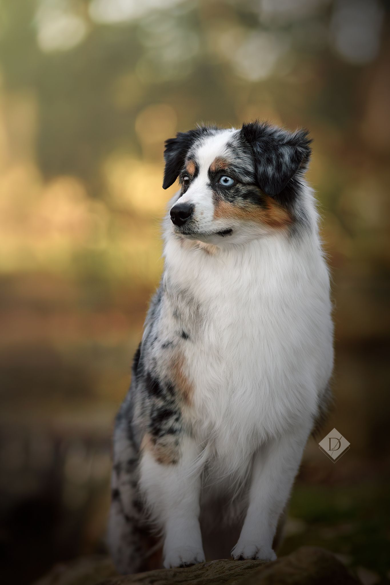 Blue merle Australian Shepherd dog with striking blue eyes sitting outdoors in a sunlit forest setting.
