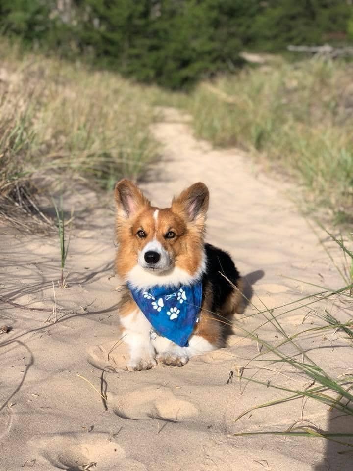 A corgi dog wearing a blue bandana rests in the sandy beach grass on a sunny day.