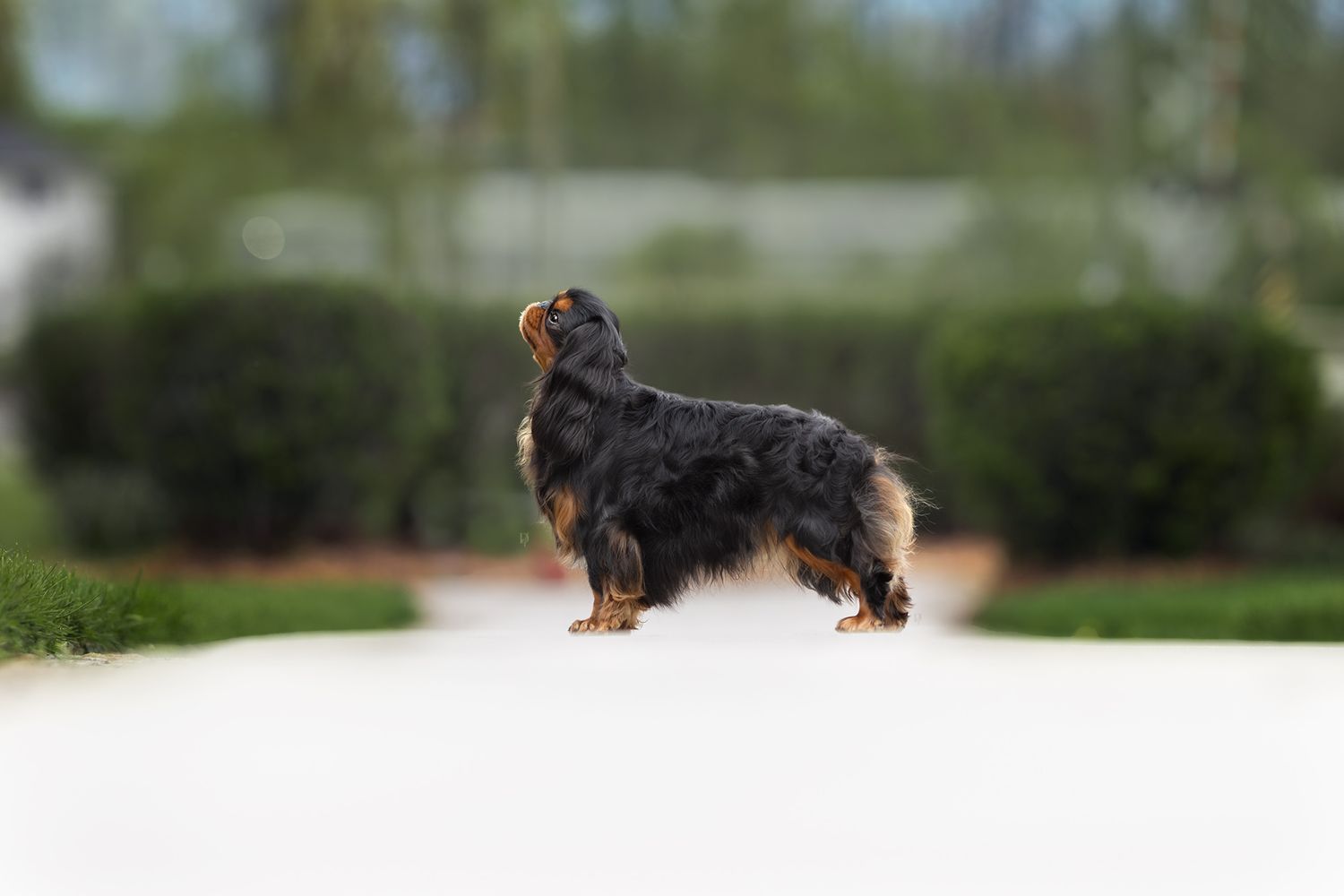 Black and tan Cavalier King Charles Spaniel standing on a pathway with green shrubs in the background.