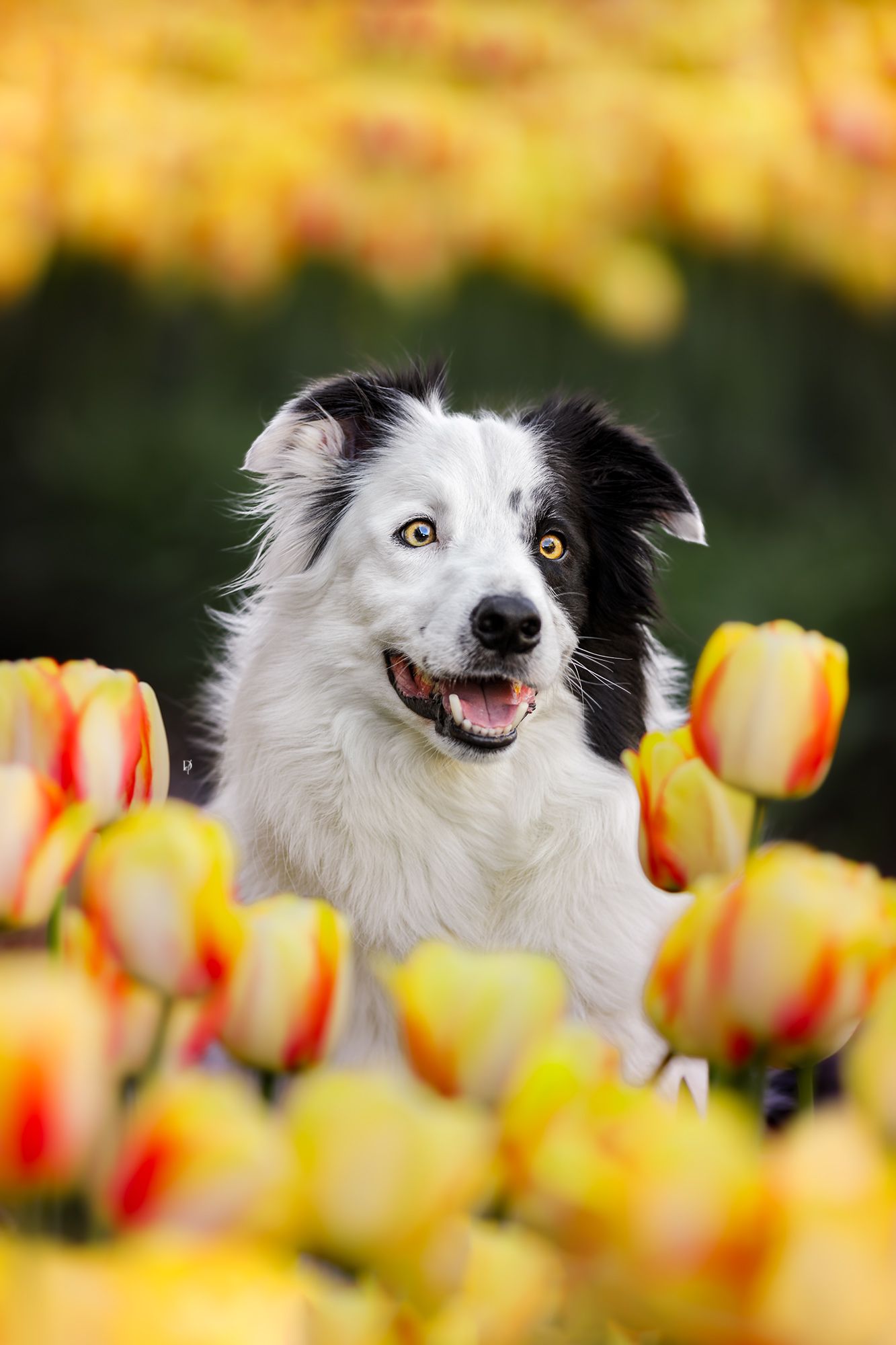 A happy black and white Border Collie dog sitting among vibrant yellow and red tulips in a flower field.