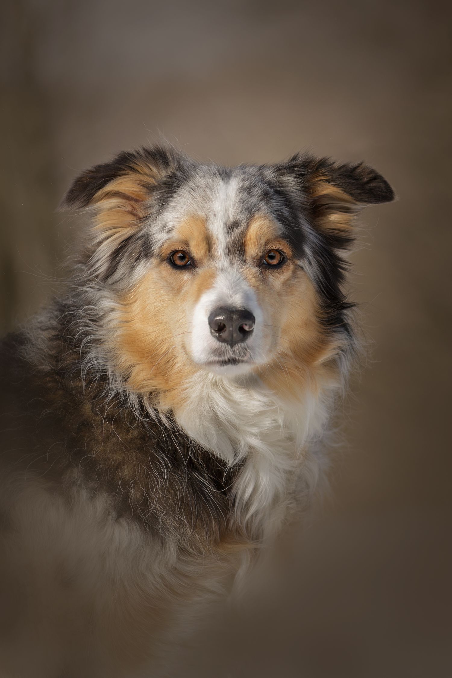 Australian Shepherd with tri-colored coat poses majestically against blurred brown background.