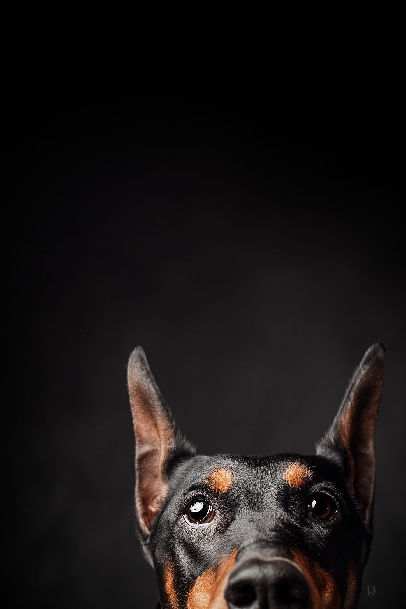 Close-up portrait of a Doberman Pinscher dog's face with dark background showing intense eyes and pointed ears.