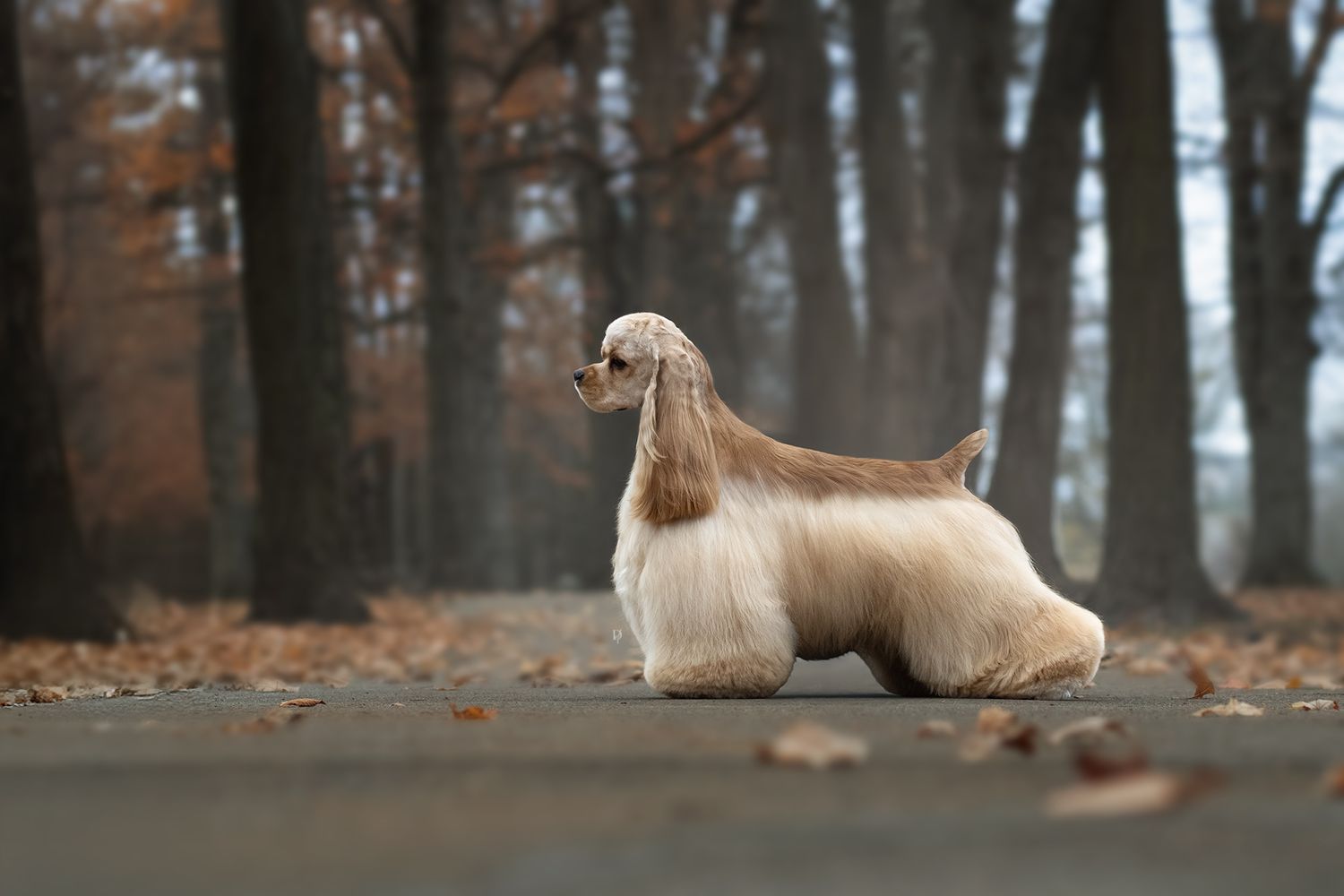 An elegant Afghan Hound dog poses on a path in an autumn forest with fallen leaves and bare trees.