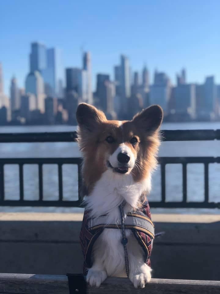 A Papillon dog sits against a railing overlooking a city skyline in a series of progressive shots.