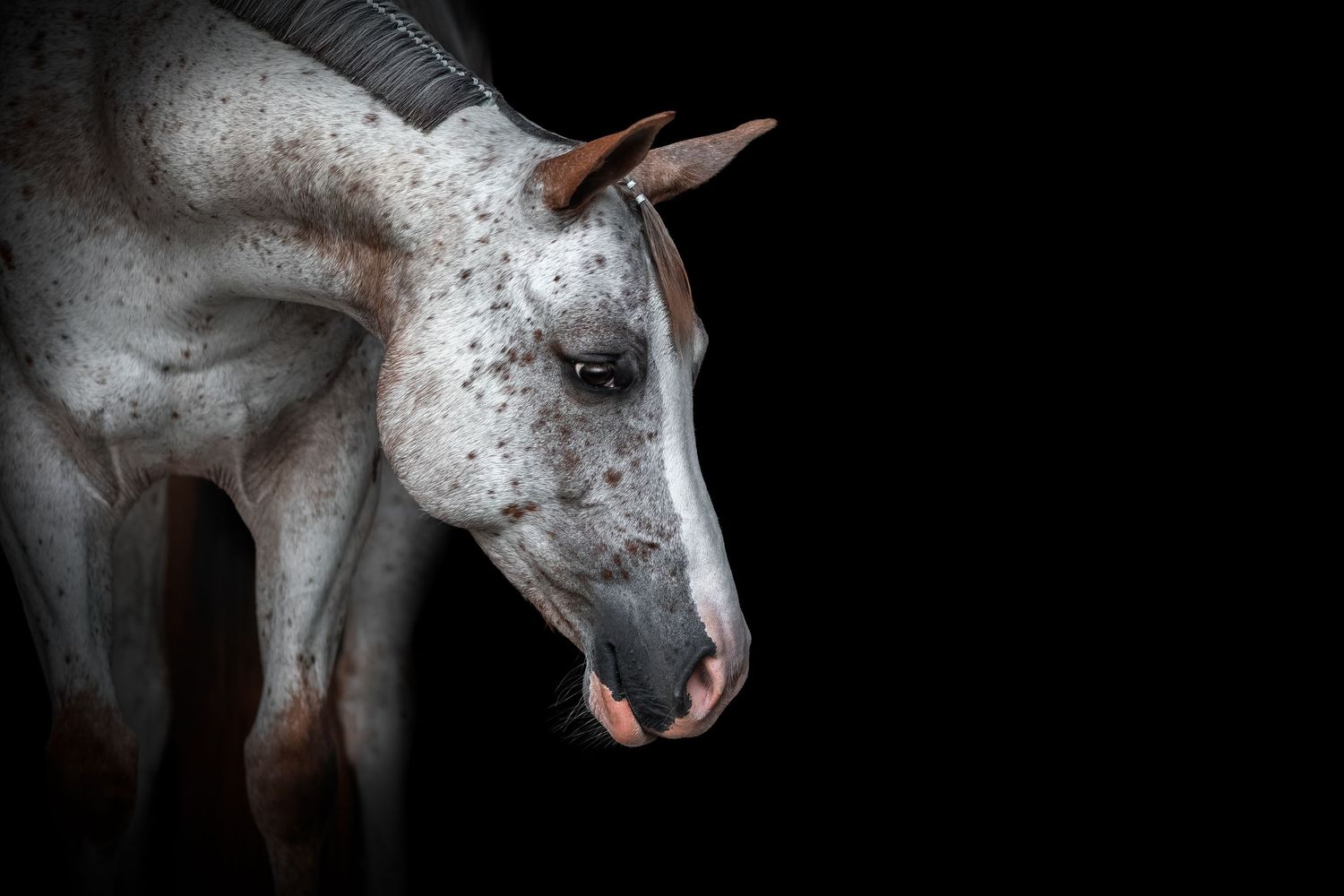 A white horse with black speckled markings shows its head and neck against a dark background.