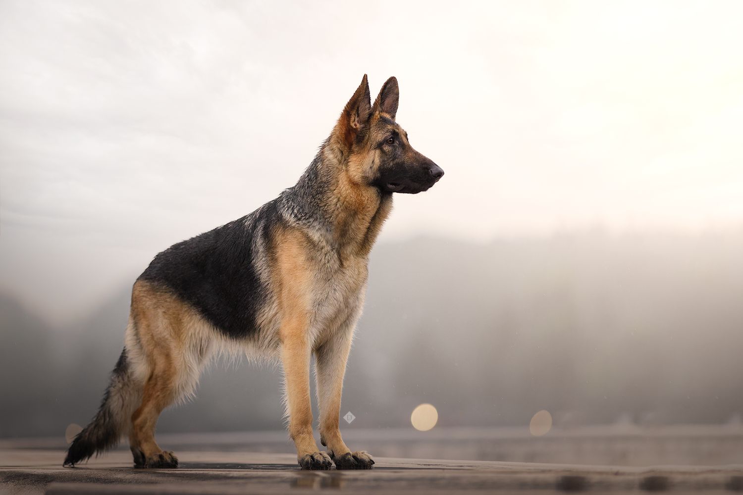 A German Shepherd dog stands alert in a misty outdoor setting during golden hour.