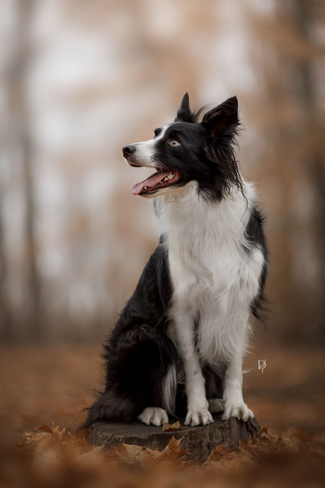 Black and white Border Collie sitting on tree stump in autumn forest with fallen leaves background.