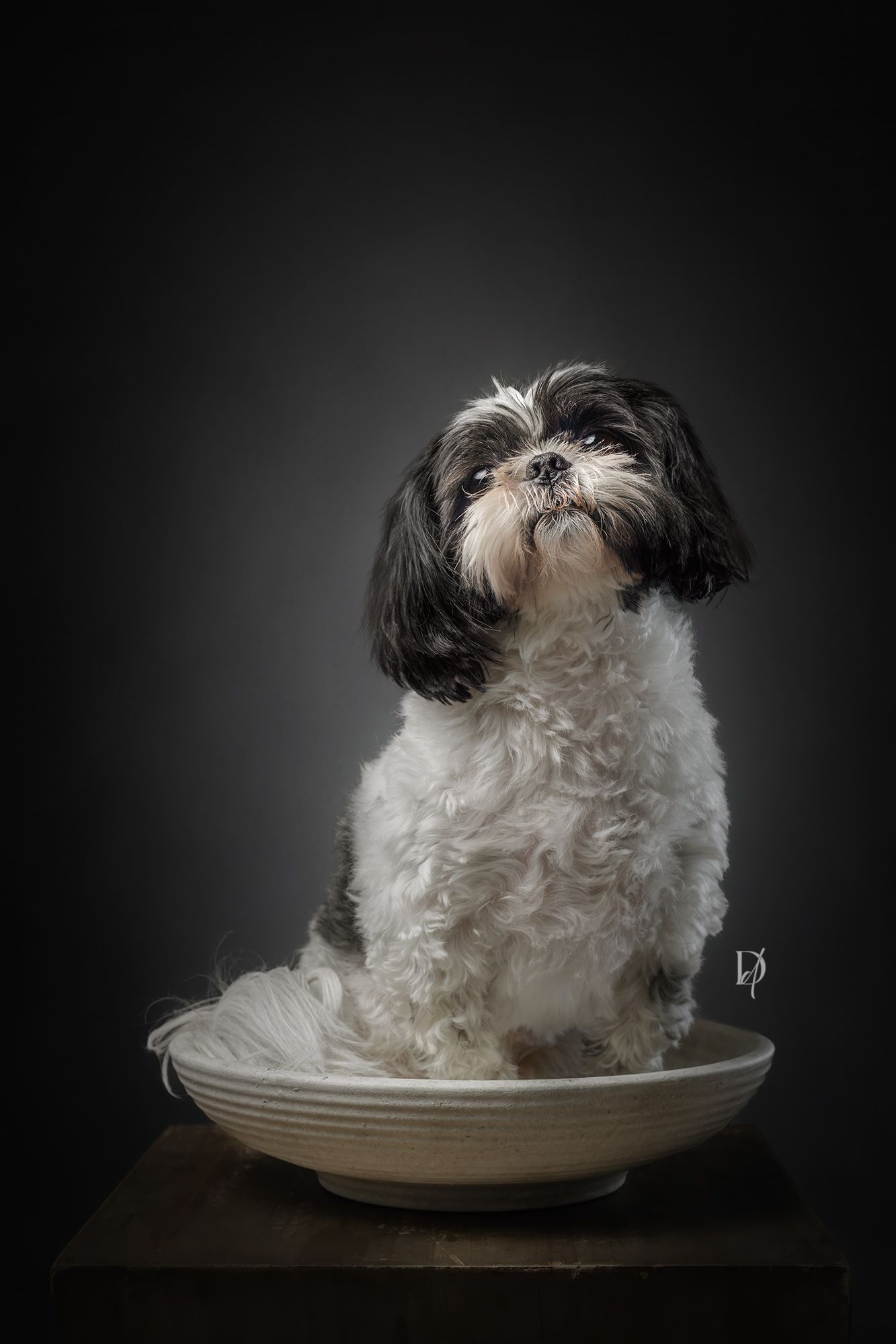 A black and white Shih Tzu dog sits regally on a ceramic plate against a dark dramatic background.