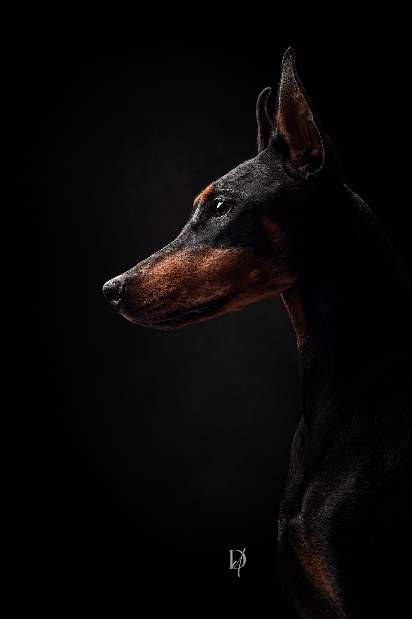 Side profile portrait of a black and tan Doberman Pinscher dog against dark background with dramatic lighting.