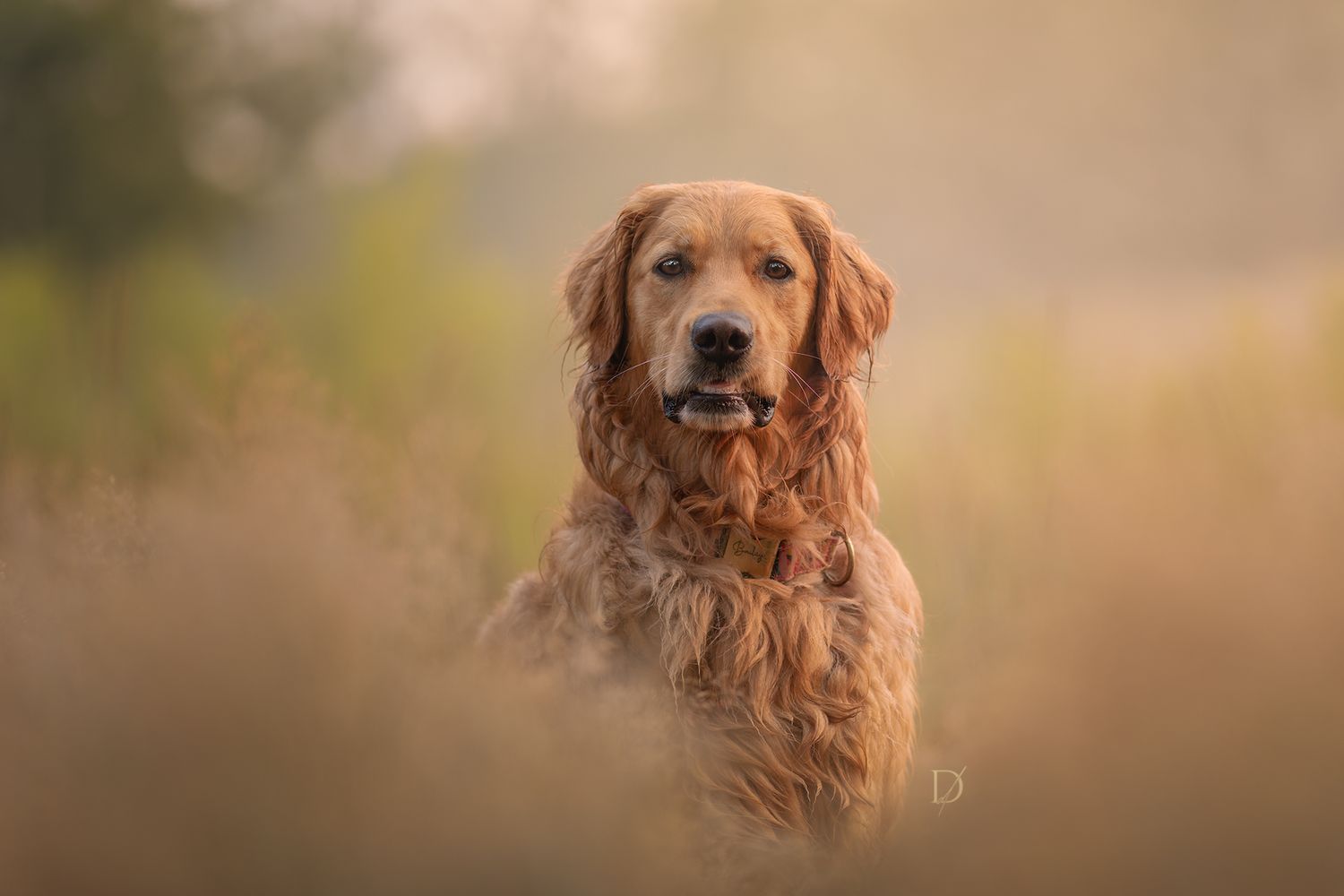 A golden retriever dog sits in a field with soft bokeh lighting creating a dreamy autumn atmosphere.