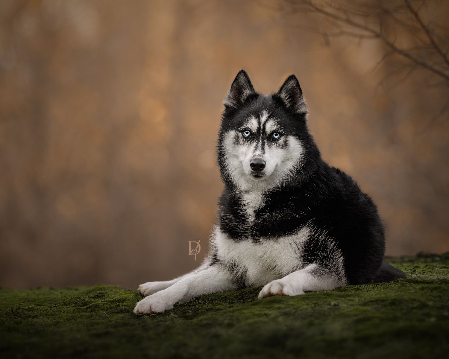 A majestic Alaskan Malamute dog poses on a mossy ground with a blurred natural background in warm autumn tones.