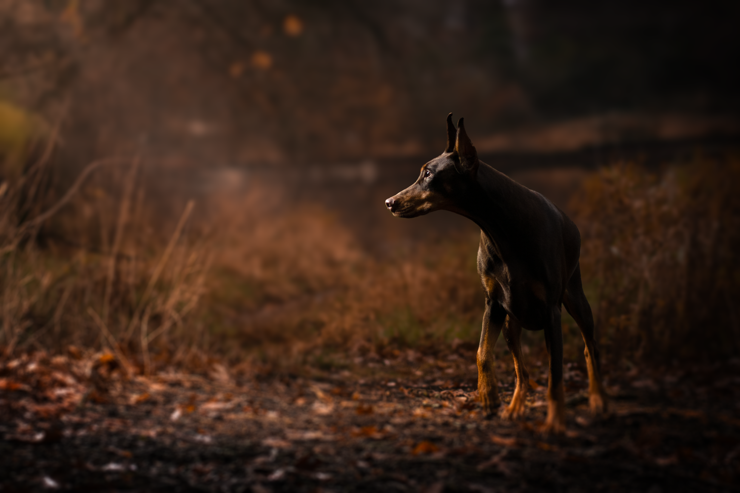 Side view of a dark doberman pinscher dog standing alert on a dirt path in moody lighting at dusk.