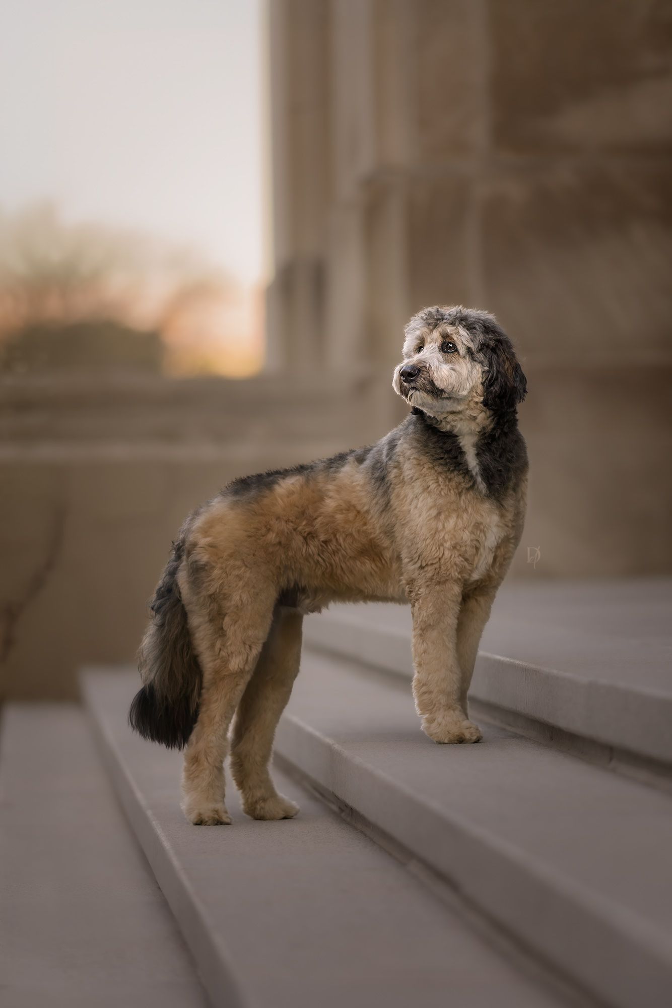 A fluffy mixed-breed dog stands on stone steps at golden hour, gazing upward near a classical building.