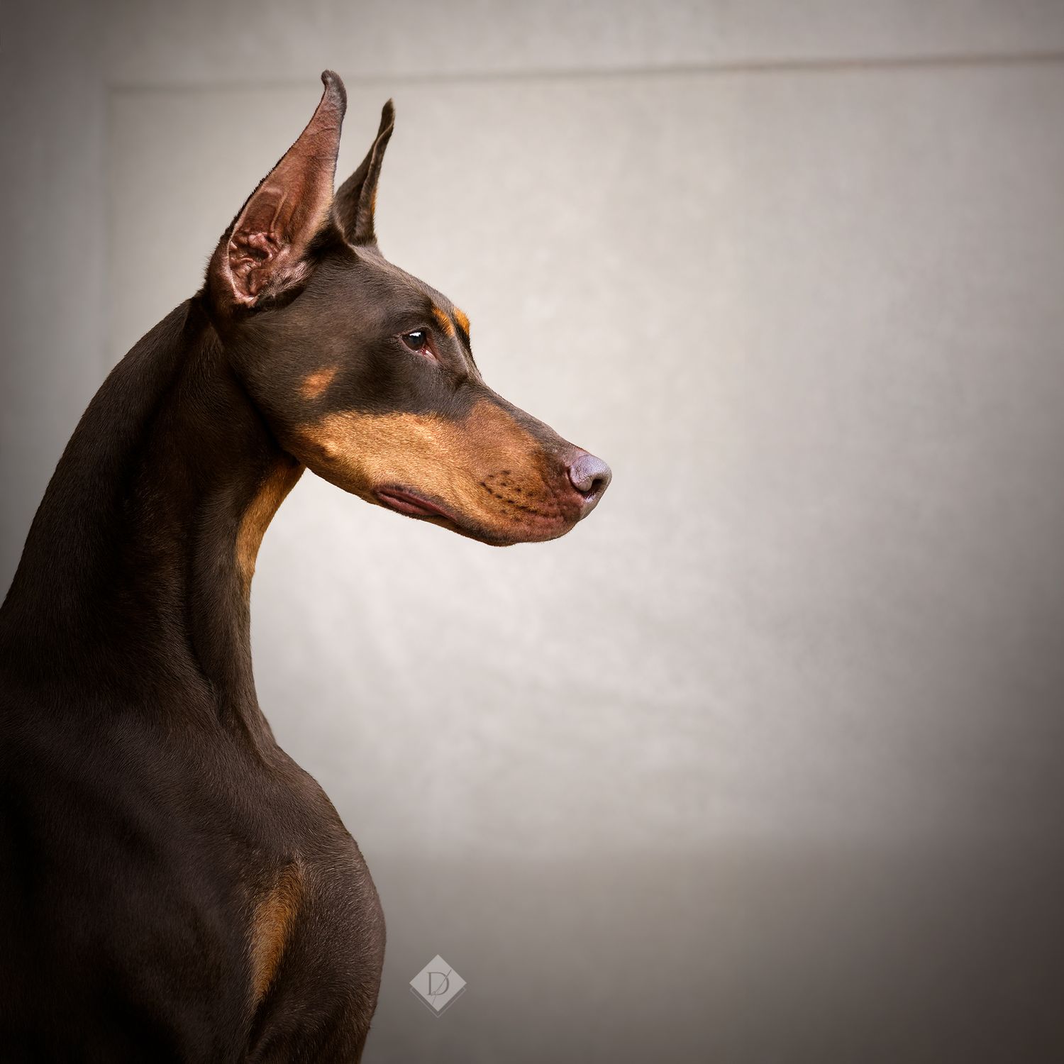 A sleek black and tan Doberman Pinscher with cropped ears poses elegantly in profile against a gray background.