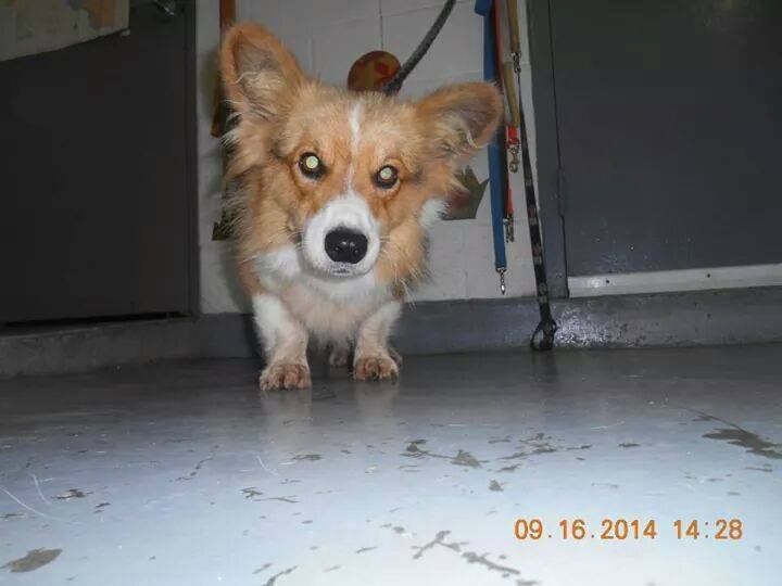 A small dog peeks playfully around a corner while lying on the floor in a hallway.
