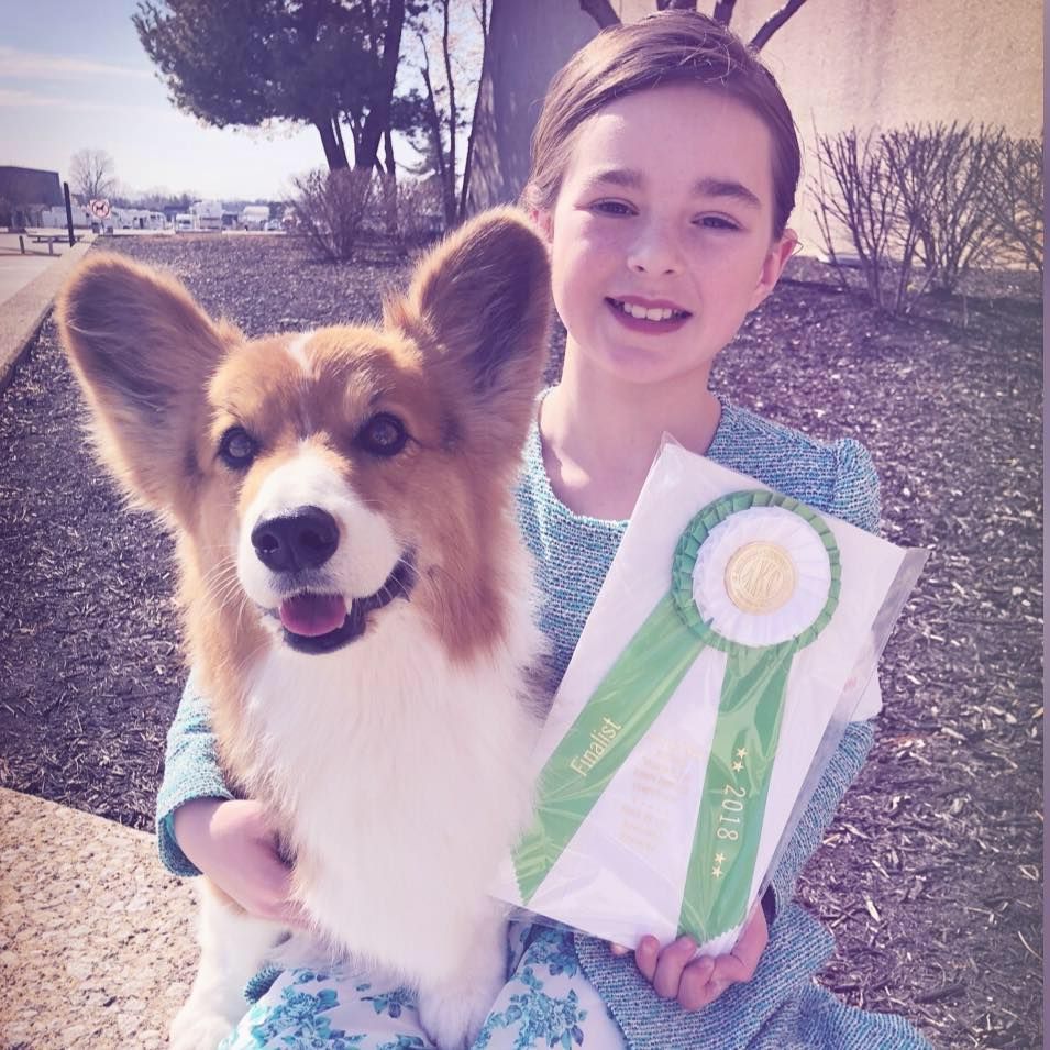 A smiling Sheltie or Shetland Sheepdog with brown and white fur plays and poses outdoors with their companion.
