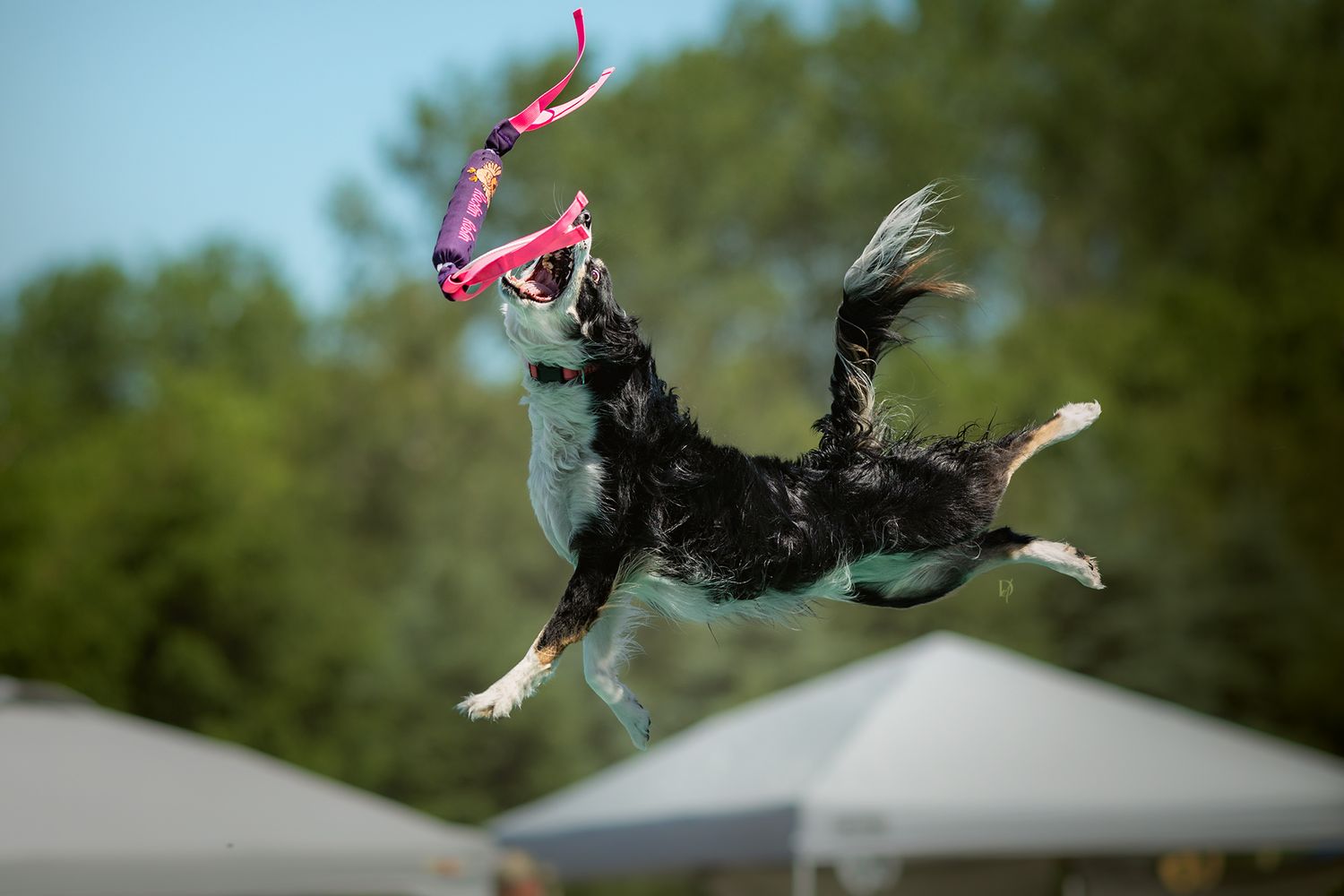 A black and white Border Collie leaps mid-air to catch a pink frisbee outdoors with trees in the background.