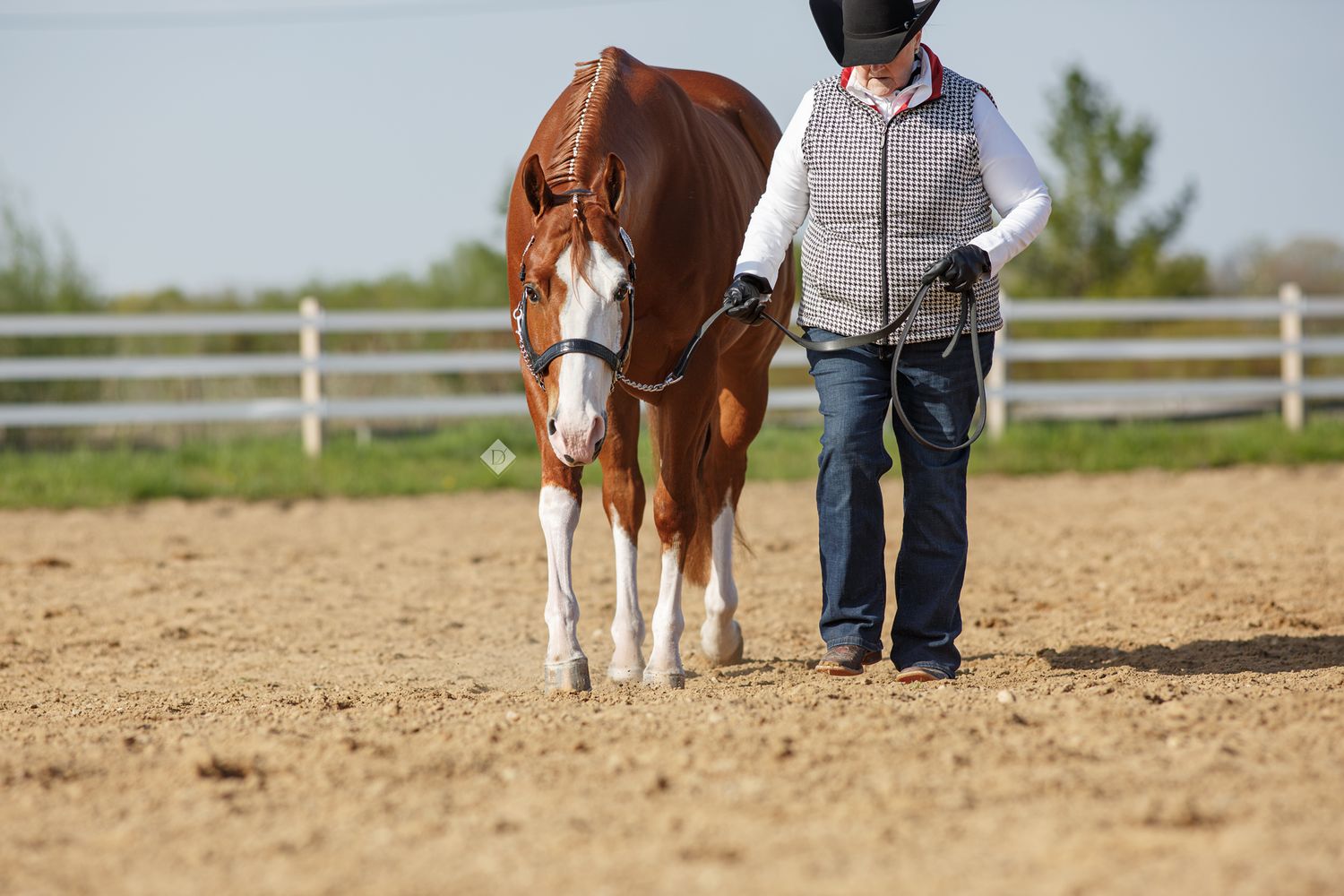 A person leads a chestnut and white paint horse through a sandy arena with white fence in the background.