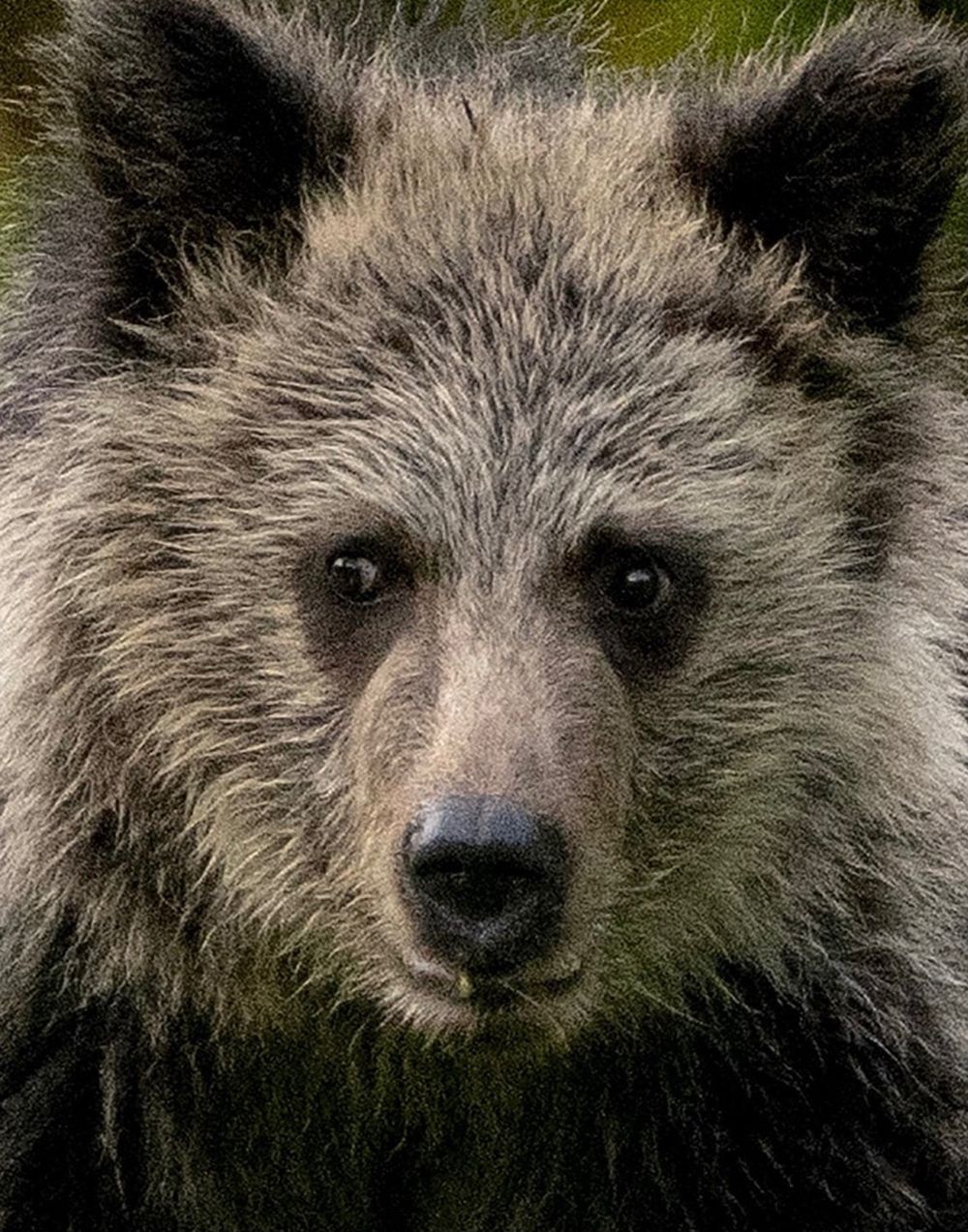 Young Bear